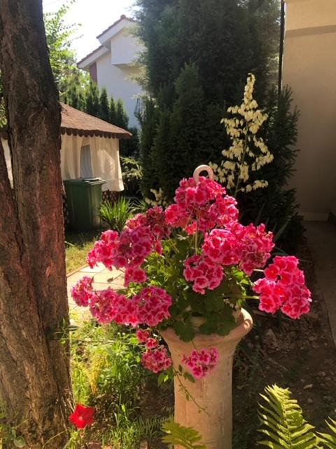 Suzana Garden Hotel Venus Kültér fotó